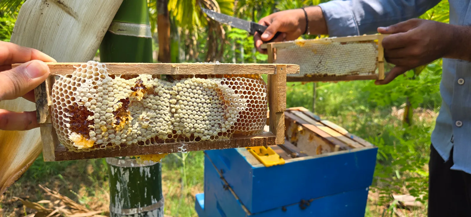 Fresh honeycomb being collected beside the apiary