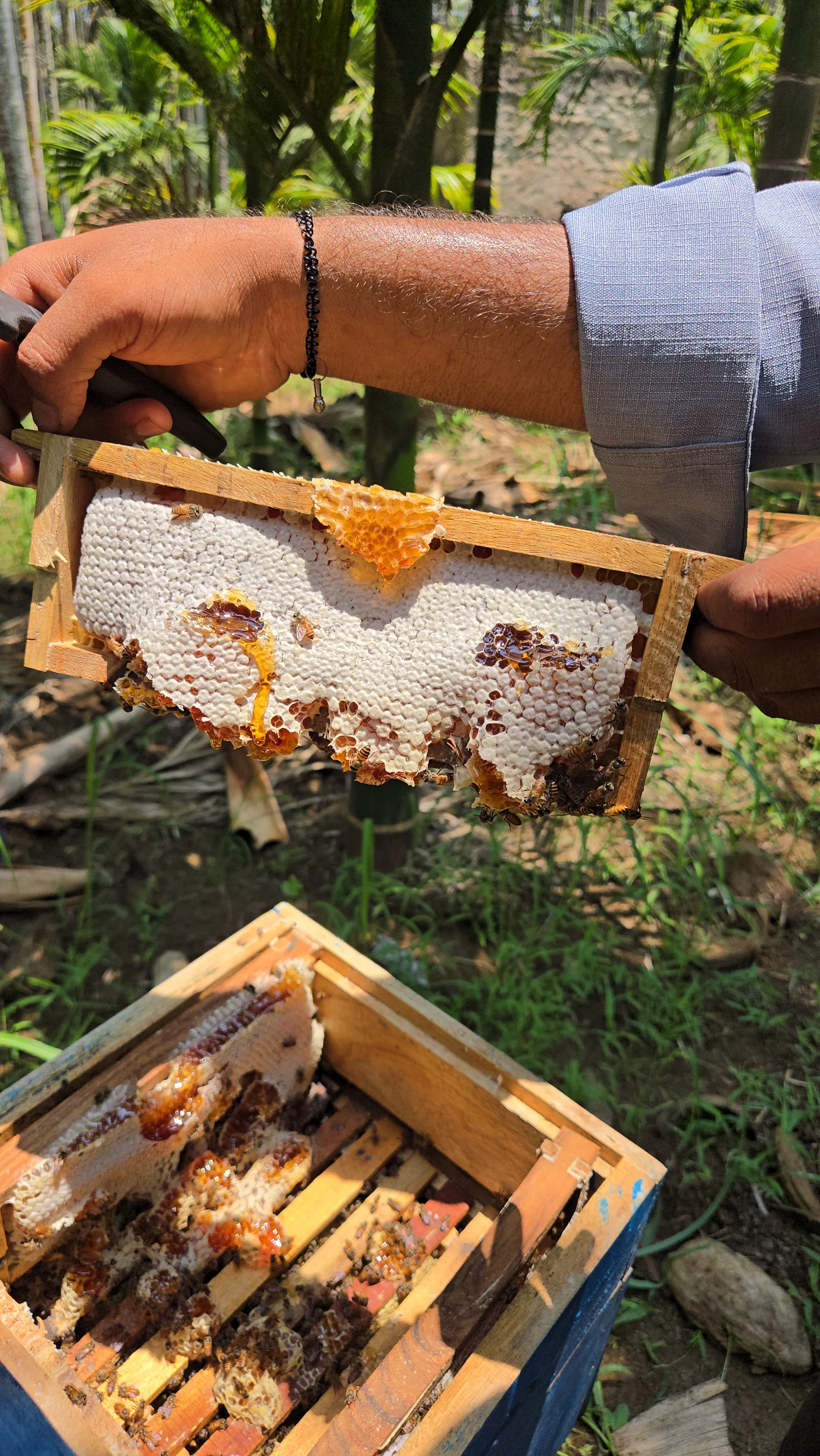Beekeeper lifting a honey-filled frame from the hive