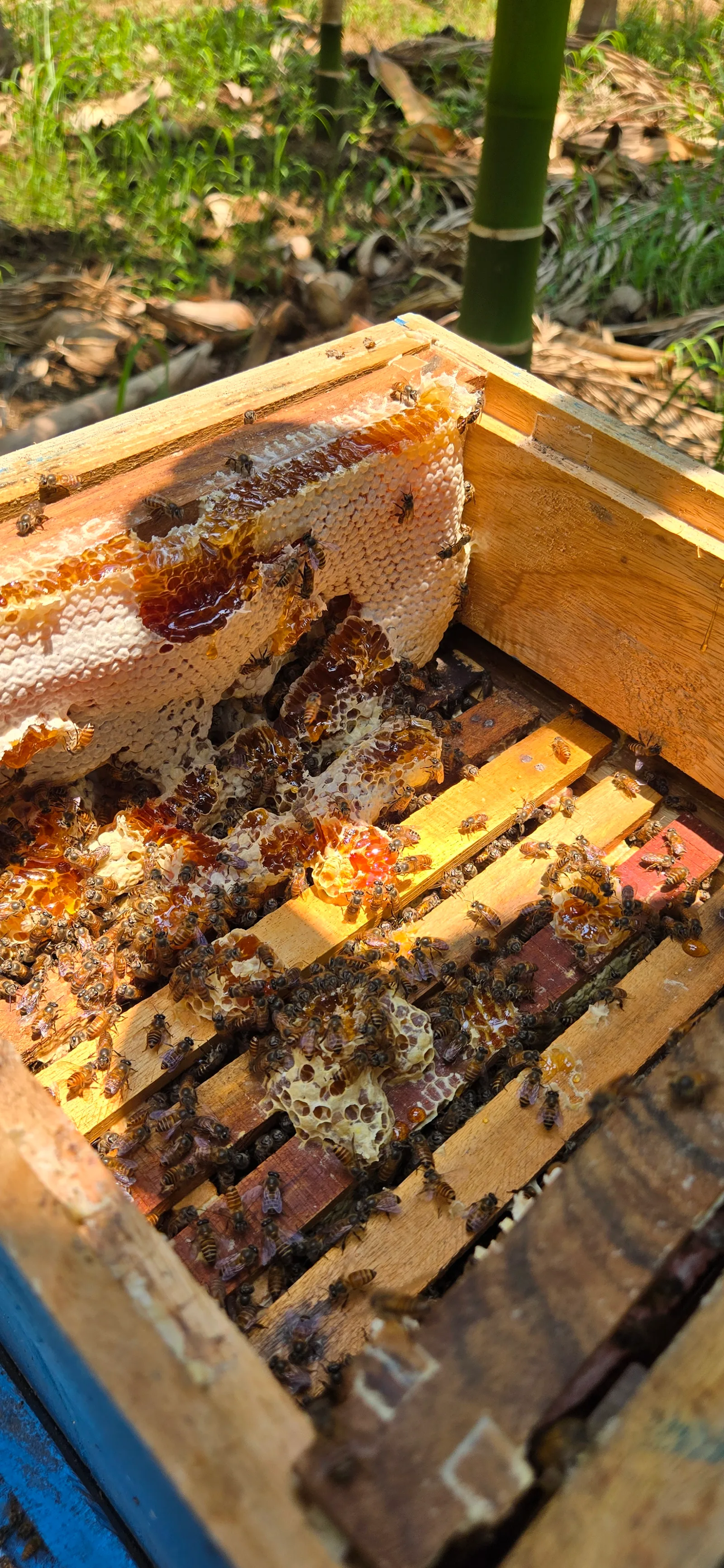 Raw honeycomb and bees inside the hive