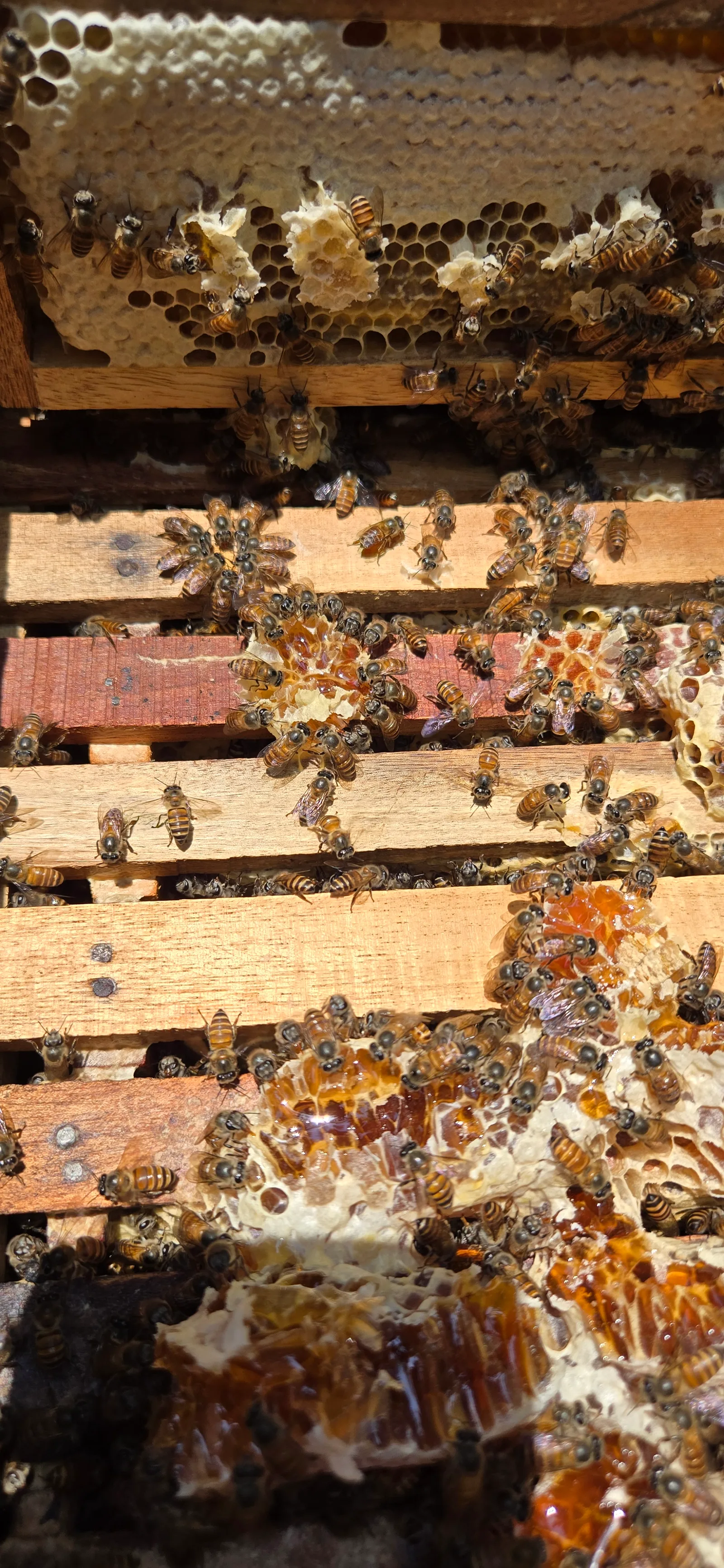 Bees working across fresh honeycomb
