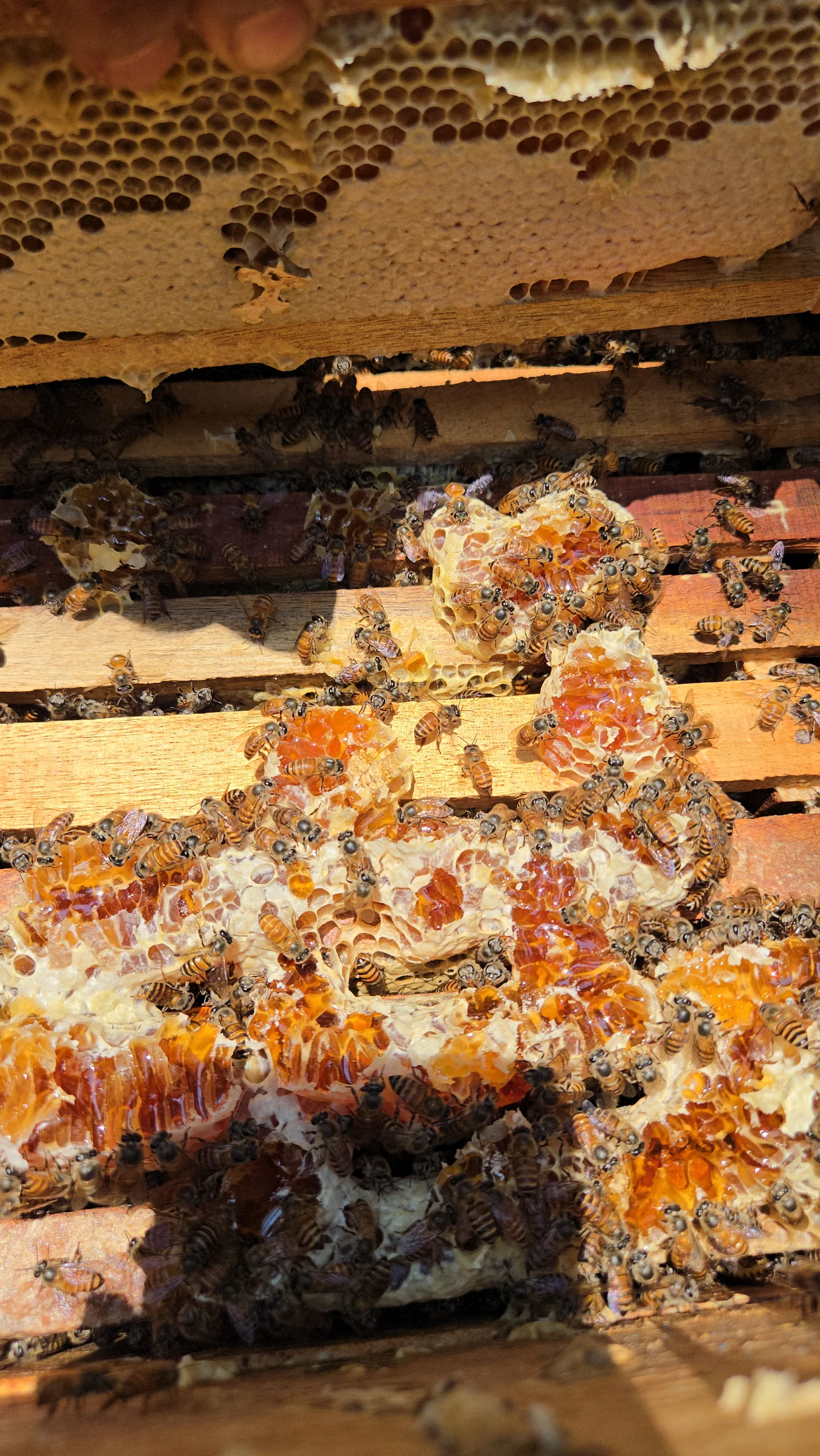 Honeycomb and active bees in the hive