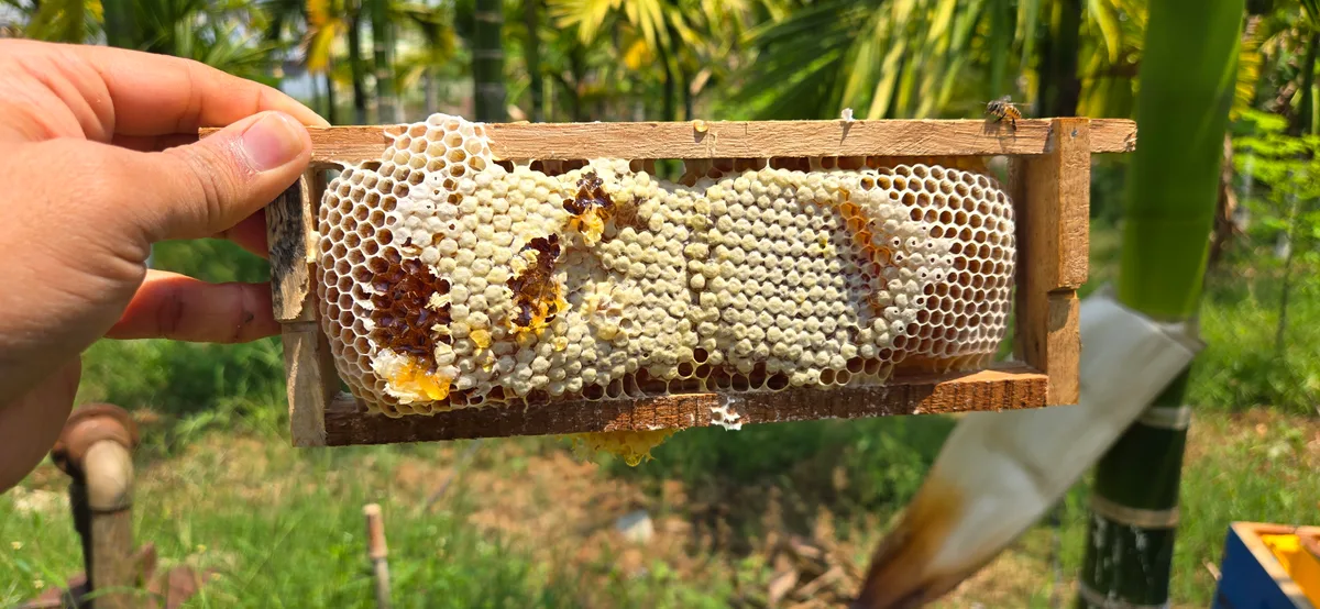 A freshly harvested honeycomb held in a wooden frame outdoors