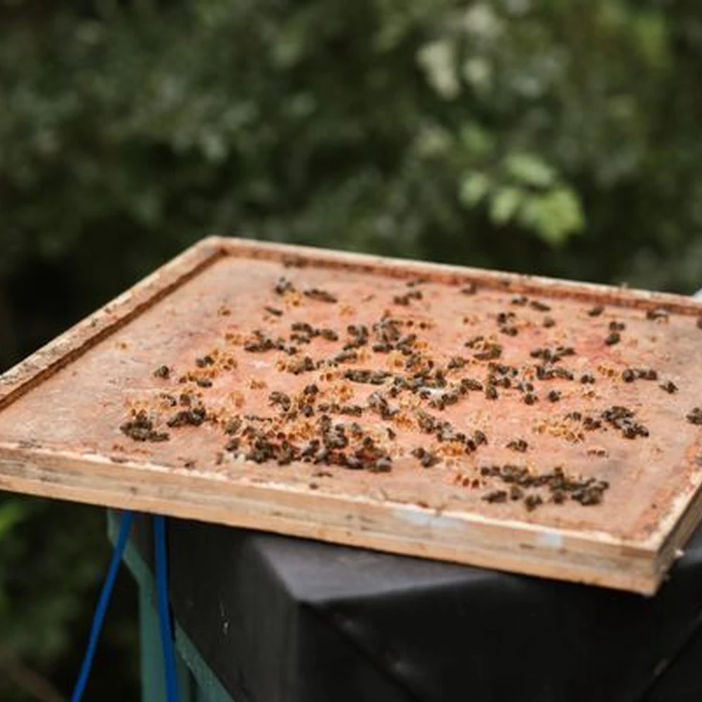 Bees on a wooden hive cover outdoors